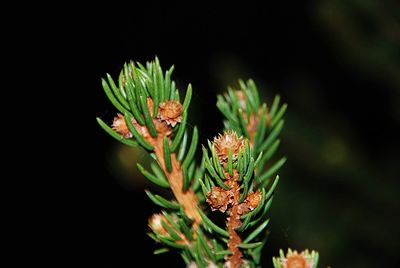 Close-up of plant on black background