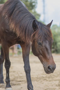 Close-up of horse on field