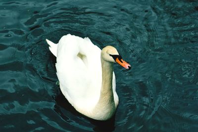 High angle view of swan swimming in lake