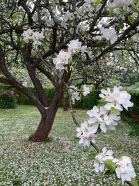 Close-up of white flowers blooming in park