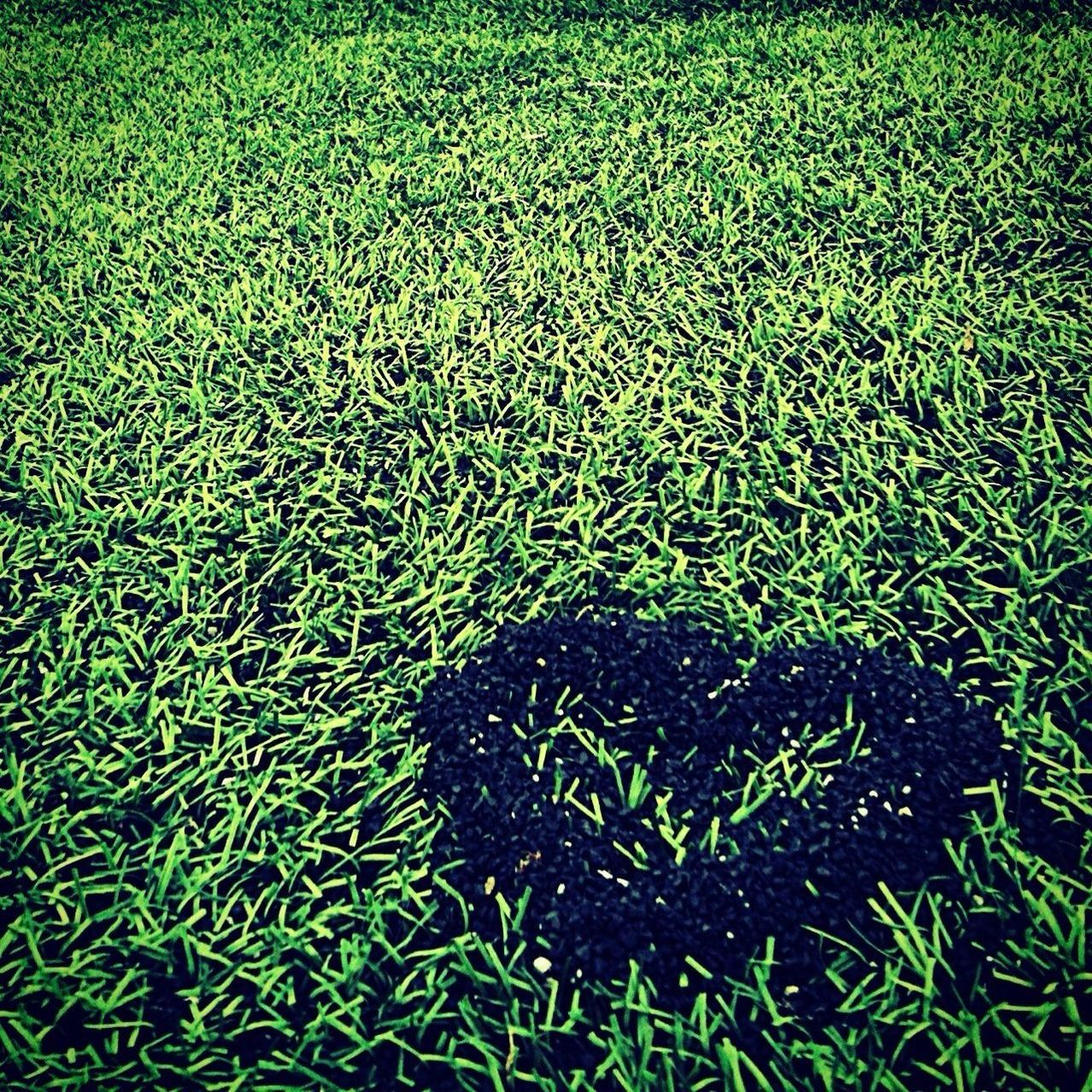 grass, high angle view, field, green color, grassy, nature, growth, outdoors, full frame, no people, day, backgrounds, plant, leaf, sunlight, tranquility, elevated view, ground, directly above, one animal