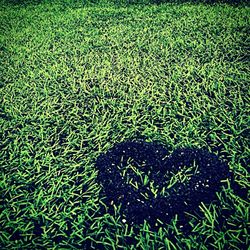 grass