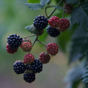 Close-up of blackberries growing on tree