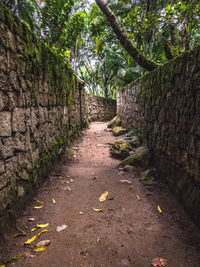 Footpath amidst trees in forest