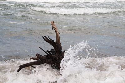 Close-up of bird on beach