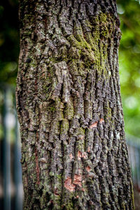 Close-up of lizard on tree trunk