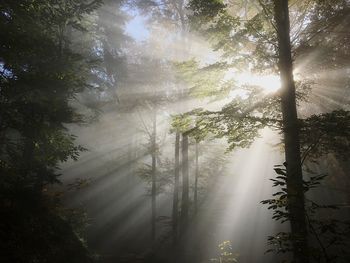 Sunlight streaming through trees in forest