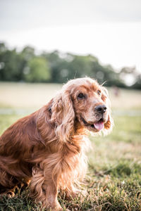 Brown dog looking thoug