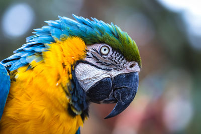 Close-up of a parrot