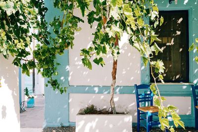 Chair by tree against building