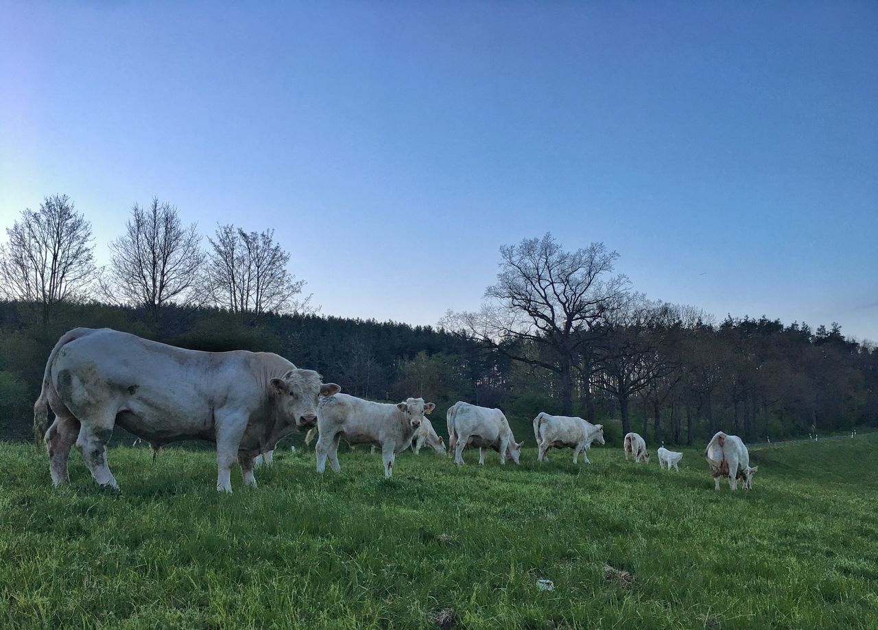 COWS GRAZING IN FIELD AGAINST CLEAR SKY