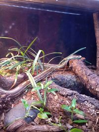 Close-up of plants growing on wood