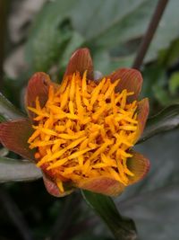 Close-up of yellow flower