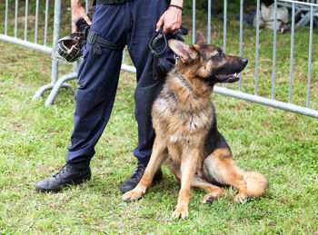 Low section of police officer standing with german shepherd on grassy field