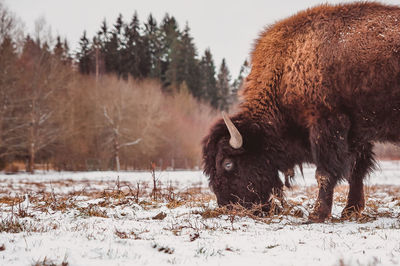 A bison grazes on a snowy winter field close up