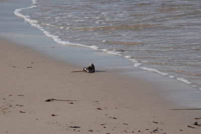 Birds on beach