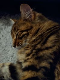 Close-up of cat looking away