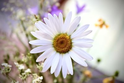 Close-up of white daisy