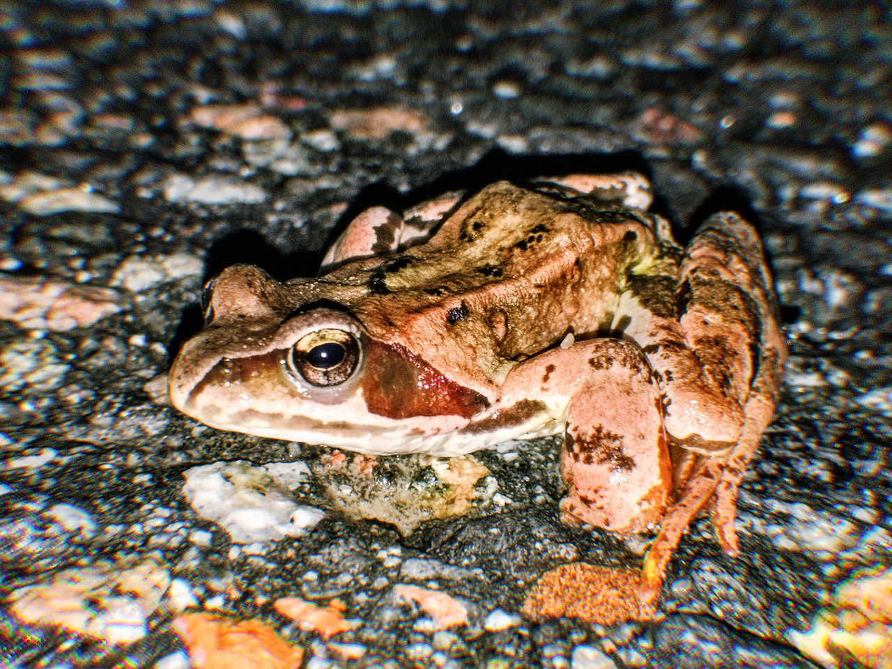 animal, animal themes, animals in the wild, animal wildlife, one animal, vertebrate, close-up, amphibian, nature, no people, frog, reptile, day, selective focus, animal body part, field, outdoors, high angle view, focus on foreground, rock, animal head, animal eye