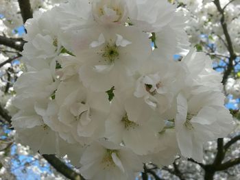 Close-up of white flowers