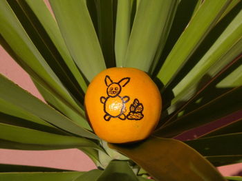 Close-up of drawing on orange fruit amidst leaves