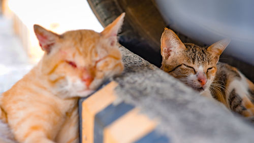 Close-up portrait of a cat resting