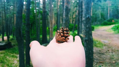Close-up of hand holding tree trunk in forest