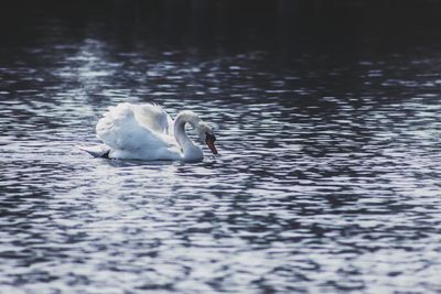 Swan swimming in lake