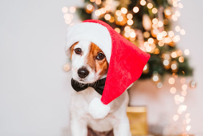 Cute jack russell dog at home by the christmas tree, dog wearing a red santa hat