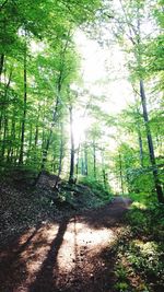 Trees in forest