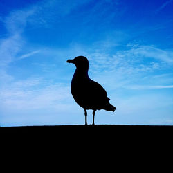 Bird perching on blue sky