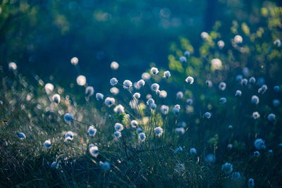 Close-up of flowering plants on land