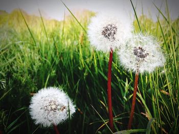 Close-up of dandelion on field