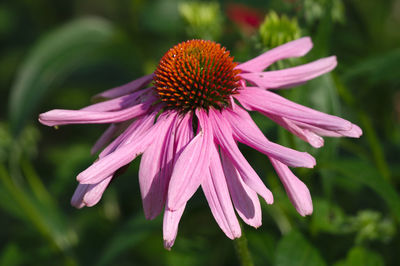 Close-up of pink flower