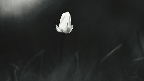 Close-up of white flowers blooming outdoors
