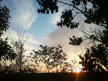 Low angle view of trees against sky at sunset
