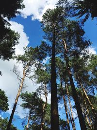 Low angle view of trees in forest against sky