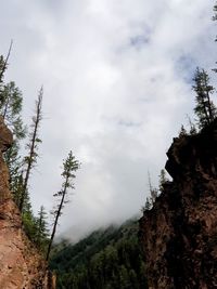 Low angle view of trees and mountains against sky