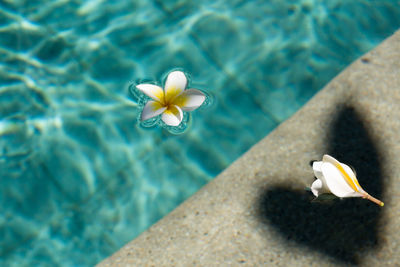 High angle view of frangipani floating in swimming pool