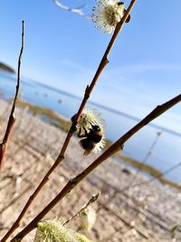 Close-up of grasshopper on plant against sky