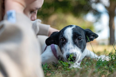 Close-up of dog