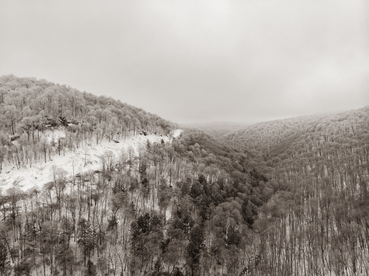 PANORAMIC SHOT OF LAND AND TREES AGAINST SKY