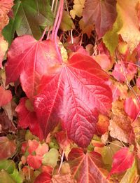 Full frame shot of leaves