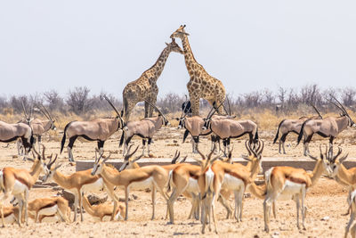 Animals standing on field against clear sky
