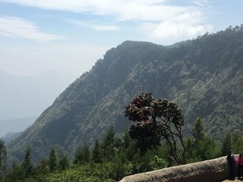 Low angle view of tree mountain against sky