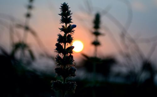 Close-up of silhouette plant against sky at sunset