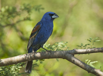 Close-up of bird perching on branch