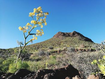 Low angle view of tree against clear blue sky