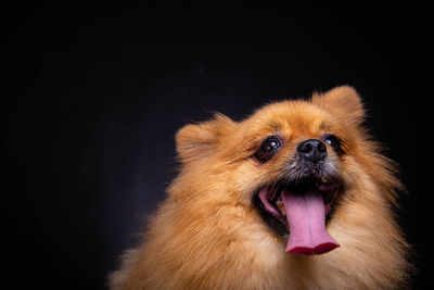 Close-up of a dog over black background