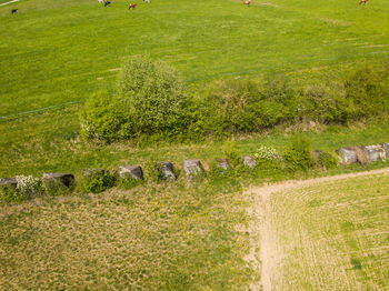 High angle view of agricultural field